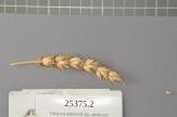 Click for 1 image(s) for this accession. Spike